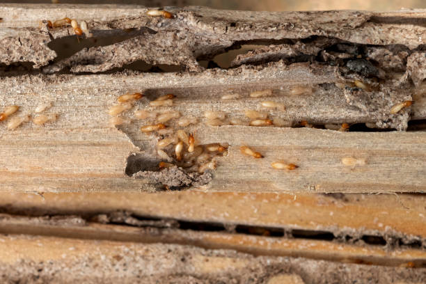  Fairmount Heights, MD Pest Control Pros